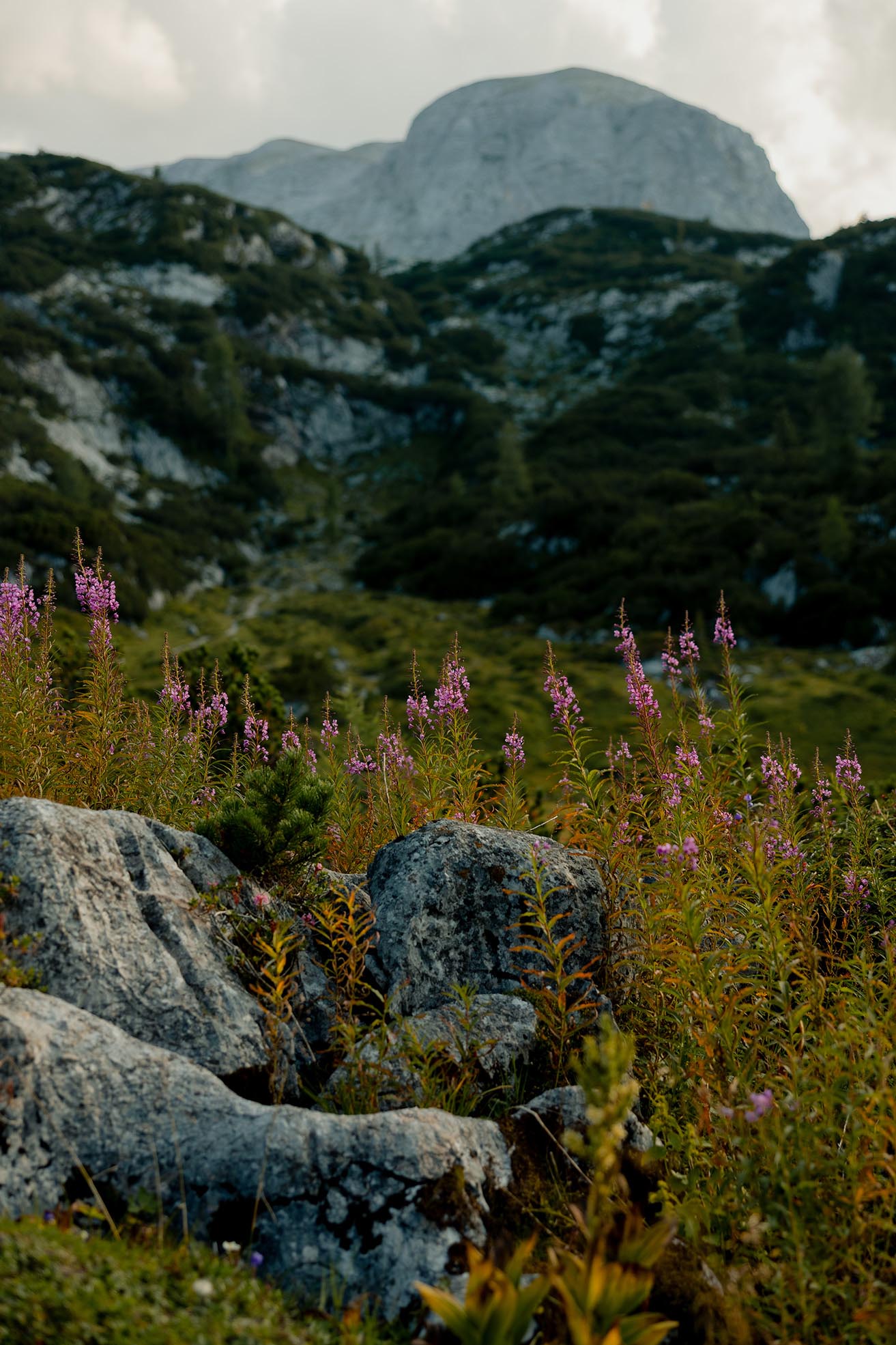 Sommerwiese auf der Gjaid Alm am Dachstein